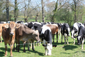 Troupeau de vaches