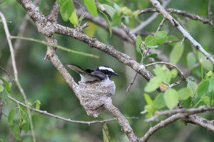 Gobemouche noir (Ficedula hypoleuca) dans son nid