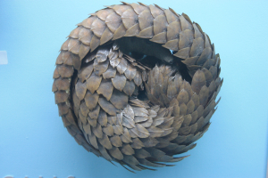 Un pangolin en posture de défense