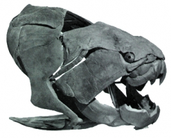 La tête couverte d’épaisses plaques osseuses de Dunkleosteus