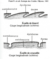 Coupe comparative des écailles de lézard et de crocodile