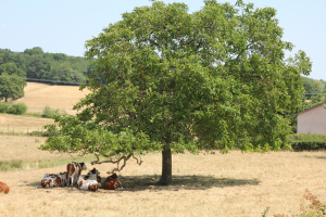 Vaches Montbéliarde en Bourgogne