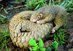 Jeune pangolin et sa mère