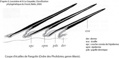 Structure des écailles des Pangolins