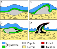 Développement d'une écaille placoïde de requin