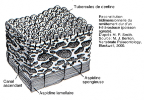 Reconstitution du revêtement d’un Hétérostracé