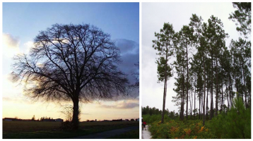 Deux exemples de silhouettes d'arbre: chêne et pin