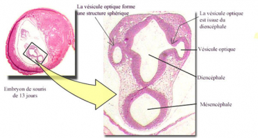 Coupe transversale d’un embryon de souris de 13 jours
