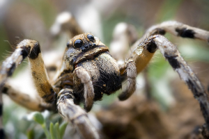 Lycosa hispanica