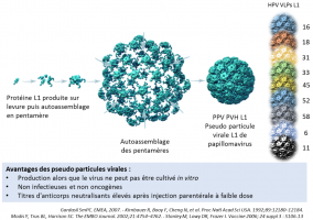 Pseudo-particules virales papillomavirus L1