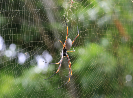 L'araignée tigre Nephila plumipes sur sa toile, avec un minuscule mâle en haut de l’image