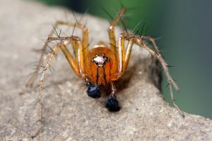 Les larges pédipalpes d’un mâle d’Oxyopes salticus