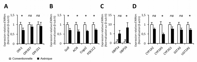 Variation de l’expression des gènes impliqués dans la détection des odorants dans la muqueuse olfactive