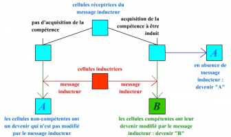 Représentation schématique du phénomène d'induction