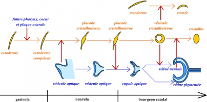 Schéma récapitulatif de la succession des inductions permettant la formation de l’œil