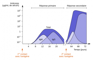 Vaccination et taux d'anticorps sérique