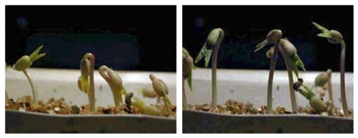 Deux barquettes de germination de soja