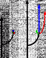 Gravitropisme du peuplier