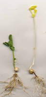 Deux germinations de pois dont une à l'obscurité