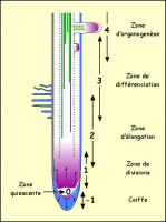 shéma de la zone de croissance d'une racine