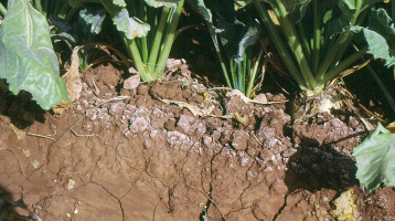 Concentration de sel au-dessus d’un billon en culture de betteraves sucrières