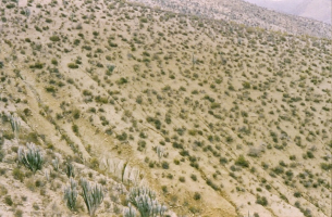 Désertification avec érosion aggravée due au surpâturage caprin en climat aride de type péruvien