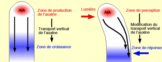 Explication rôle coleoptile lumière