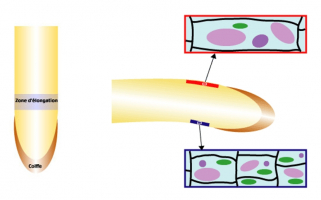 Élongation différentielle des cellules d'une racine