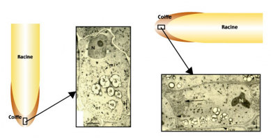 Ultrastructure d'un statocyte selon deux orientations racinaires