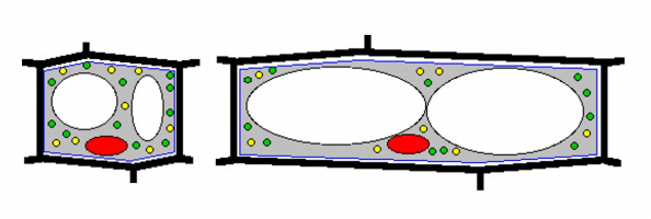 Cellules végétales jeune, à gauche, et âgée, à droite