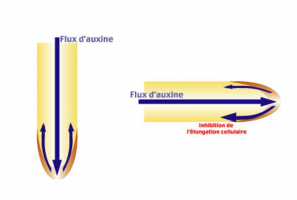 Répartition de l'auxine dans une racine, en fonction de sa position