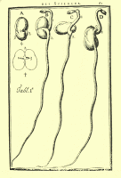 Illustration historique portant sur le gravitropisme