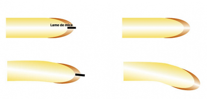 Effet de la limitation de la diffusion latérale de substances dans la coiffe