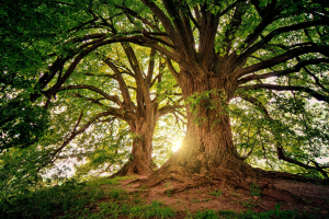 Arbres rétroéclairés par le soleil