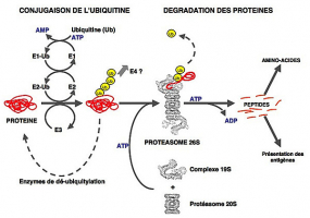 Le système ubiquitine-protéasome