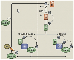 La cascade d'ubiquitylation