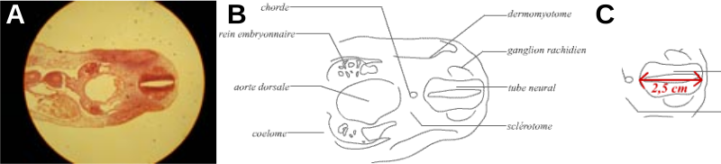 Exemple de mesure sur un dessin d'observation