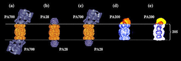 Protéasome 20S associé à ses différents activateurs
