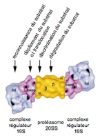 Reconstruction de la structure du protéasome 26S