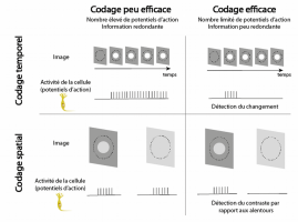 Comparaison de stratégies de codage efficace et peu efficace