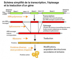 Du gène à la protéine, transcription et traduction