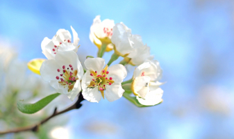 Fleurs de pommier