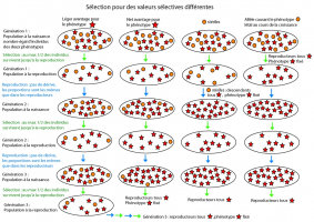 Sélection pour des valeurs sélectives différentes