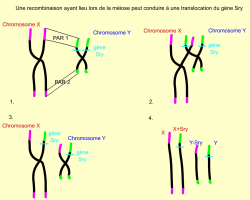 Recombinaison génétique entre hétérosomes