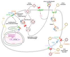 Induction de la production des IFITM et résistance aux infections virales
