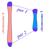 Les régions PAR des chromosomes X et Y