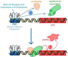 Le dimère PR-progestérone permet l'activation de gènes