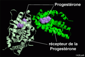 Structure tridimensionnelle de la progestérone et de son récepteur