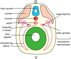 Schéma d'une coupe transversale d'un embryon de Vertébré au début de l'organogenèse