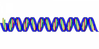 Double hélice ADN couleur